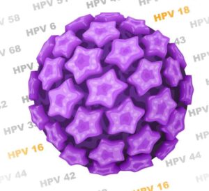 ویروس HPV بر حسب سویه‌ی آن می‌تواند عامل زگیل معمولی، زگیل تناسلی یا سرطان‌های آلت تناسلی باشد.